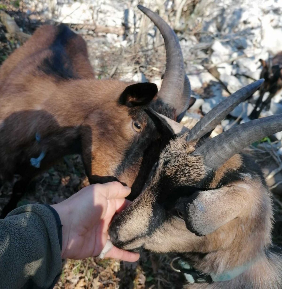 ArtFarm Filozići: How to Spend the Colder Days on the Island of Cres