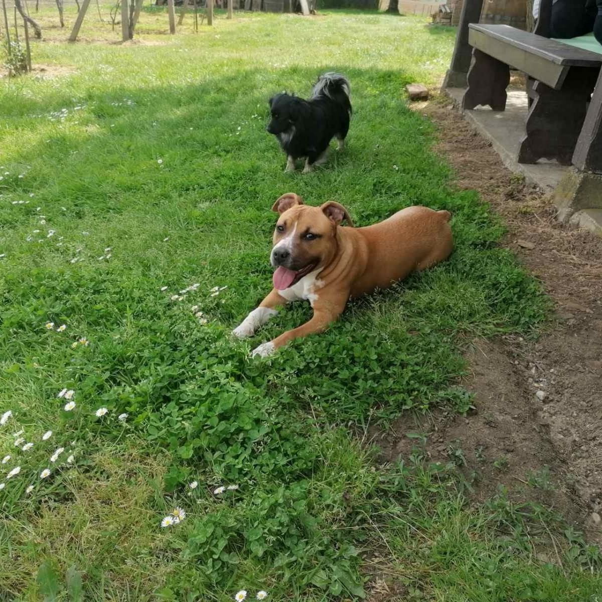 Rural Holiday Home Marija: Pet-friendly Vacation in Novigrad Podravski