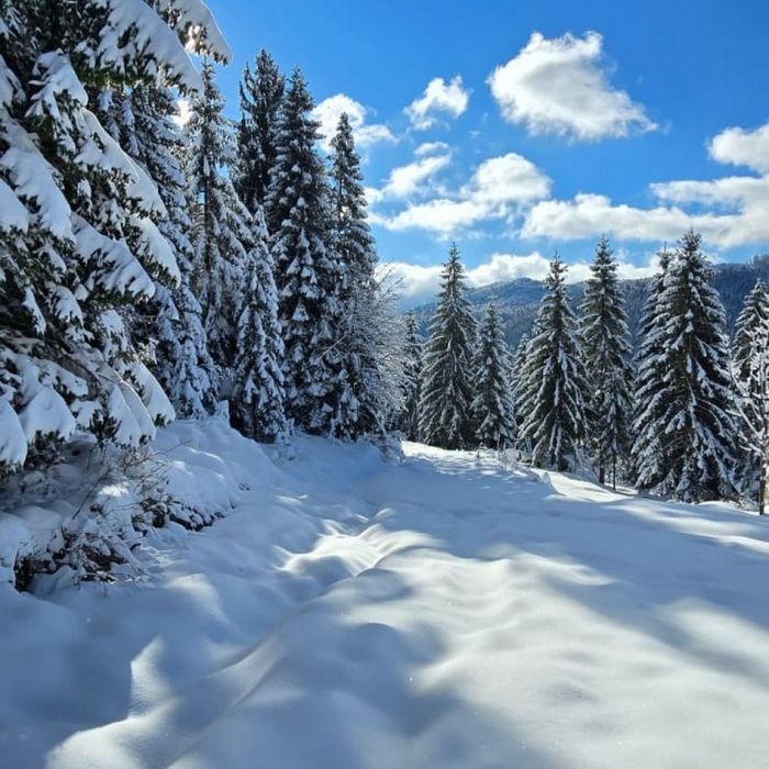 Forest Hill: Snježni dani u Gorskom kotaru