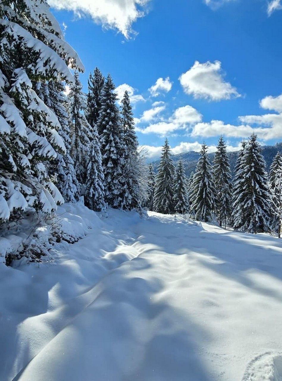 Forest Hill: Snowy Days in Gorski Kotar