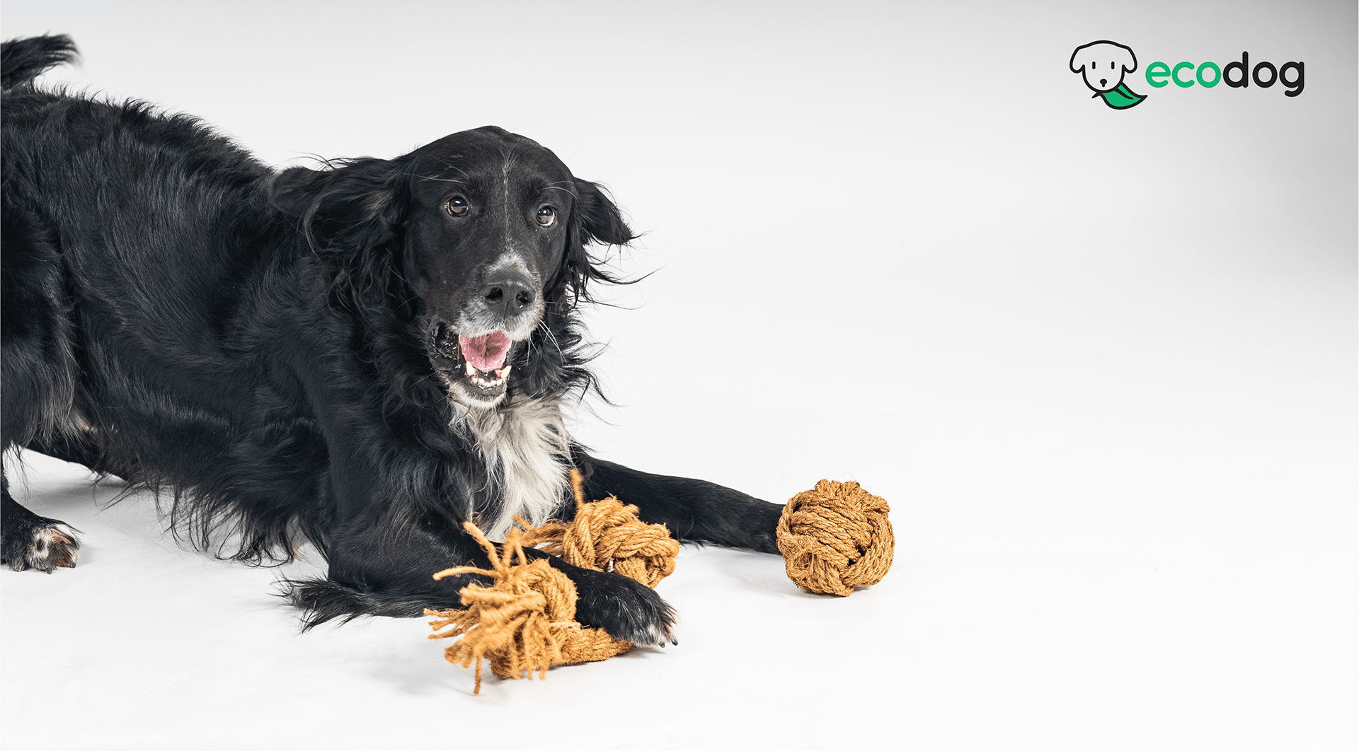 Eeco pet-friendly pristup